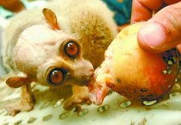 怪物吃瓜先生在线观看免费,奇趣食瓜之旅，免费在线观看大揭秘  第2张